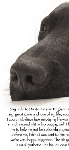 Dogs, dogs, dogs - Dante, English Lab and Lucaya, Great Dane