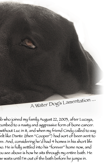 Dogs, dogs, dogs - Dante, English Lab and Lucaya, Great Dane